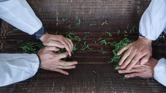 El pueblo que ha modernizado el cultivo del té en China