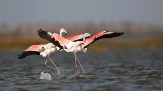 Los santuarios de aves migratorias de China, incluidos en Lista del Patrimonio Mundial de la Unesco