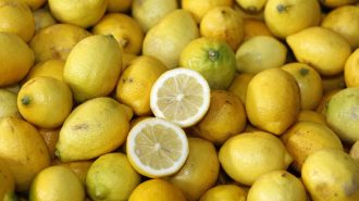 Efecto China: La exportación de frutas chilenas a China