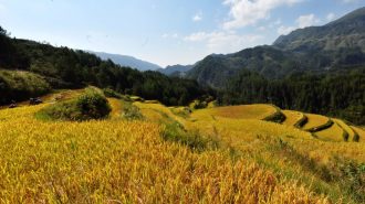 Comienza cosecha de pintorescos arrozales en terrazas de 400 años de antigüedad en China