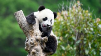 ¿Por qué los pandas son negros y blancos?