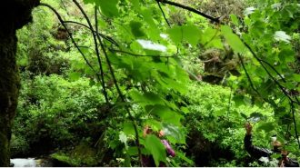 El tesoro que emana del árbol de Xiniao