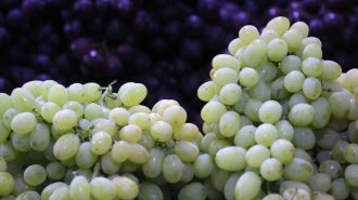 La uva revitaliza la agricultura y el turismo en pequeña localidad de China