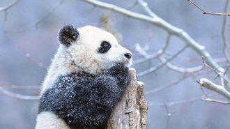 Los pandas se adaptan mejor al frío que al calor
