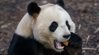 ¿Por qué el panda gigante tiene “seis dedos”?