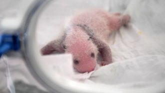La fórmula que salva la vida de los pandas abandonados por sus madres