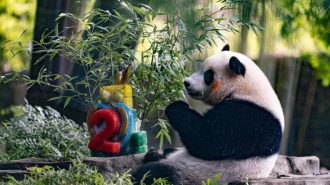 El cachorro de panda Xiao Qi Ji celebra su segundo cumpleaños