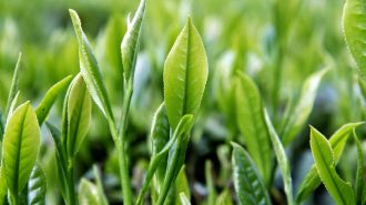 Conociendo la Ruta de la Seda Marítima: El legado