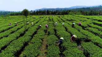 Recorriendo el campo chino: Adaptarse a la naturaleza