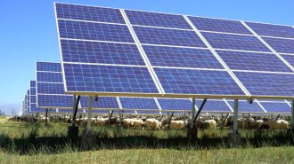 Avanzar hacia el desarrollo sostenible: Energía solar fotovoltaica y ovejas