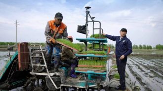 La seguridad alimentaria trae la estabilidad