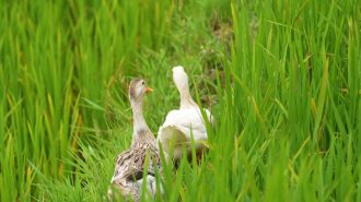 ¿Qué es el modelo integral “pato-pez-arroz”?