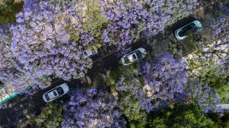 De Sudamérica a China: Las singulares flores de jacarandá atraen a los turistas en Kunming