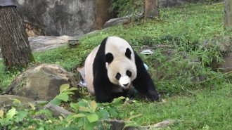 La icónica panda gigante Mei Xiang cumple 25 años y prepara sus maletas para volver a China