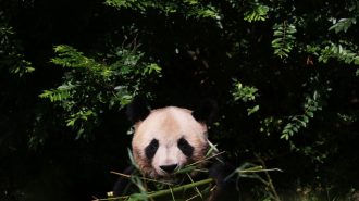 Primer panda nacido en Francia viajó a China
