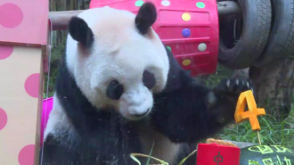 Panda Guo Qing celebró sus cuatro años