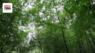 Suroeste de China florece gracias al bambú