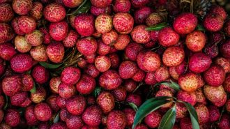 La fruta que impulsa la revitalización rural en China