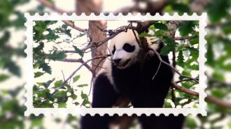 “Una historia de éxito”: Los esfuerzos de China por preservar al panda gigante