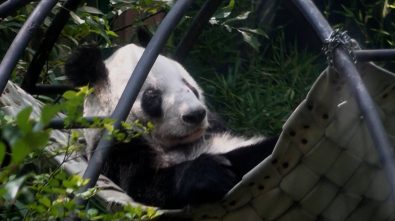 Conoce a Xin Xin, la panda más longeva fuera de China