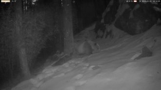 Cámara captó a raro panda gigante marrón caminando por la nieve en China