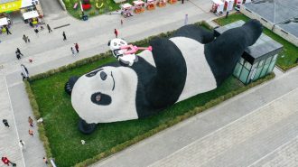 Estatua de panda que se toma selfies apasiona al público en China