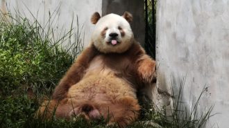 Qizai, el único panda gigante marrón cautivo del mundo