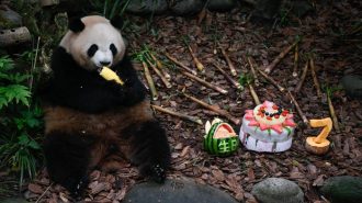 Panda Mei Lan sopló siete velitas