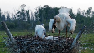 Cigüeñas blancas orientales en Heilongjiang