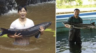 Instituto de Animales Acuáticos Raros avanza en la cría de esturiones del Yangtsé