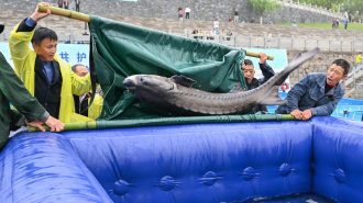 Más de 20.000 esturiones chinos de segunda generación fueron liberados en el río Yangtse