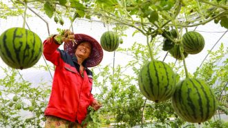 Las sandías que “crecen en el aire”
