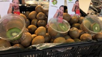 Llega a Chile el primer embarque de kiwis provenientes de China