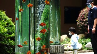 Zoológico de Shanghai reabrió sus puertas a los turistas