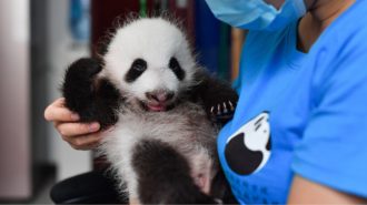 Centro de pandas gigantes de Qinling ha sido testigo del nacimiento de cuatro cachorros en 2021