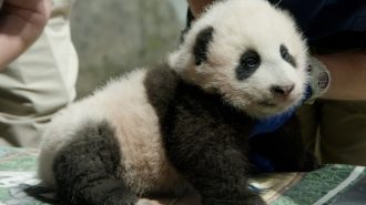 “Pequeño milagro”, el panda que nació en EEUU y que viajará a China cuando sea adulto