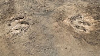 Descubren huellas fosilizadas de dinosuarios en el norte de China
