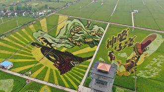 El hermoso arte en arrozales en la ciudad china de Shenyang