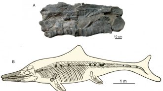 Descubren fósiles de un “monstruo marino” prehistórico cerca del monte Everest