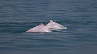 Avistan delfines blancos en el sur de China