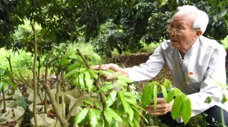 El experto en planta lichi que impulsa la producción y pone a Zhangmu en el mapa