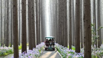 Bosque Acuático de Jinhu: Un oasis sumergido en China