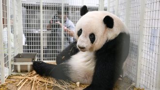Dos pandas cachorros se mudan a China