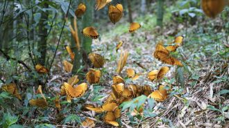 China vive un boom de mariposas