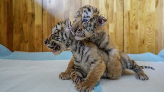 Felicidad felina: Nacen más de 10 cachorros en el Parque del Tigre Siberiano