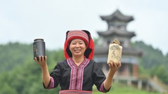 La revitalización del cultivo del tradicional té Liubao en el sur de China