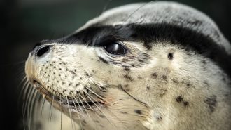 Focas manchadas vuelven al mar tras rescate en China