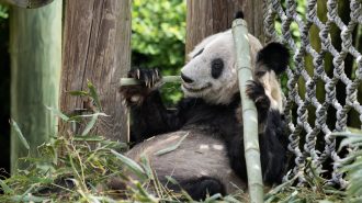 Después de dos décadas, el panda Ya Ya vuelve a China