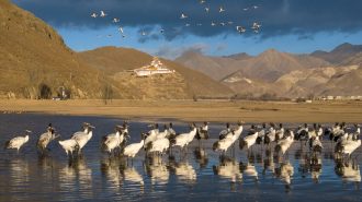 El refugio para las grullas cuellinegras en China