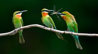 Abejarucos: La alegría de los cielos y aliados de los agricultores en China
